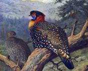 Western Tragopan - 阿奇博尔德·索伯恩